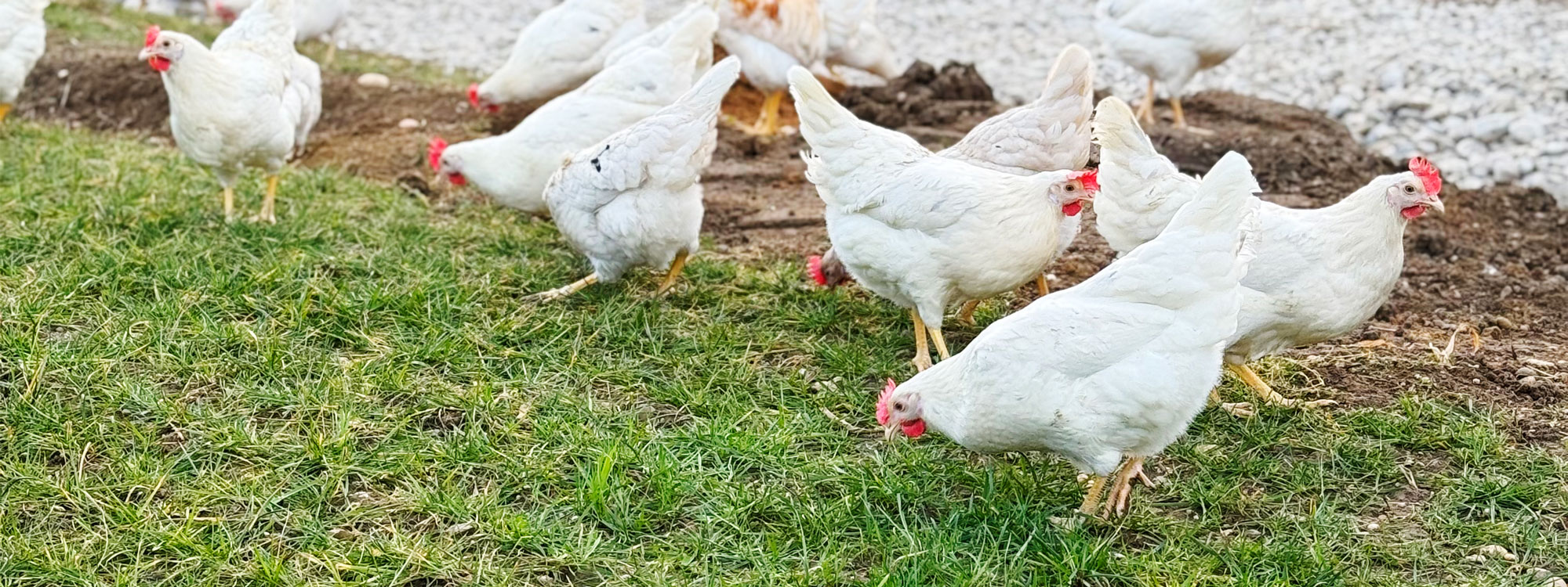 Kontakt Scheicherhof – Ihre Hof-Adresse & Ansprechpartner Kontakt