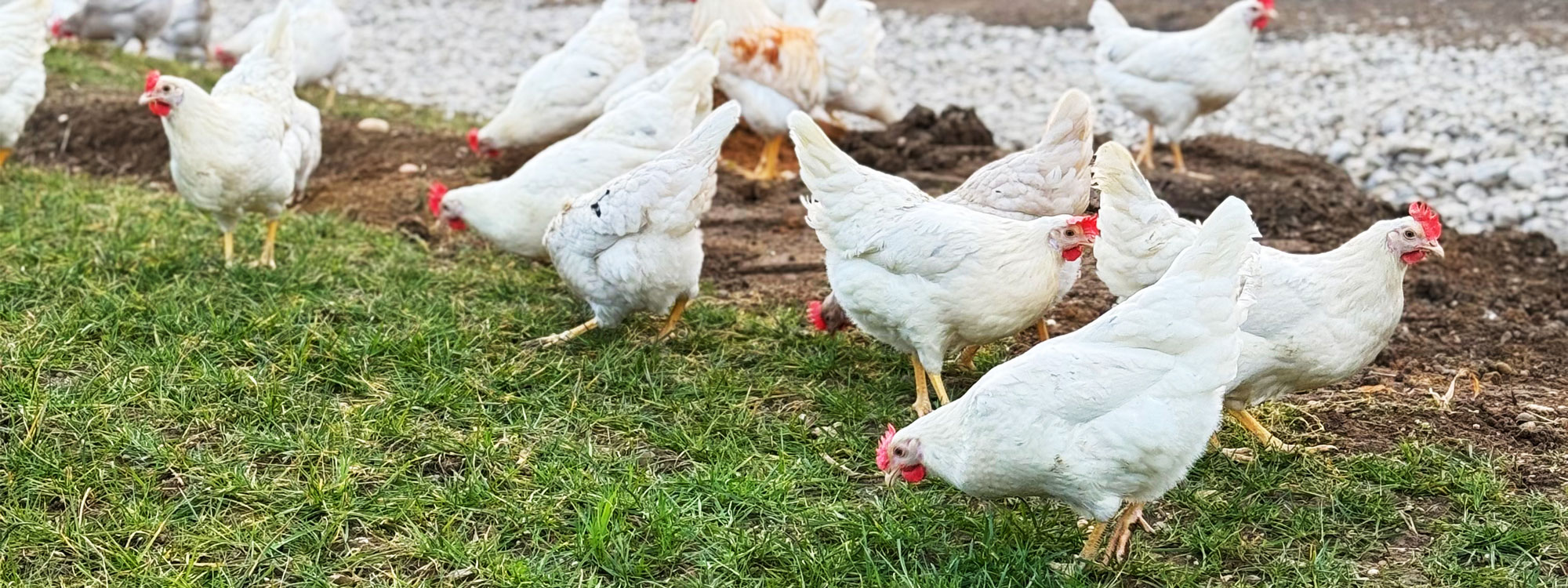 Unsere Hühner